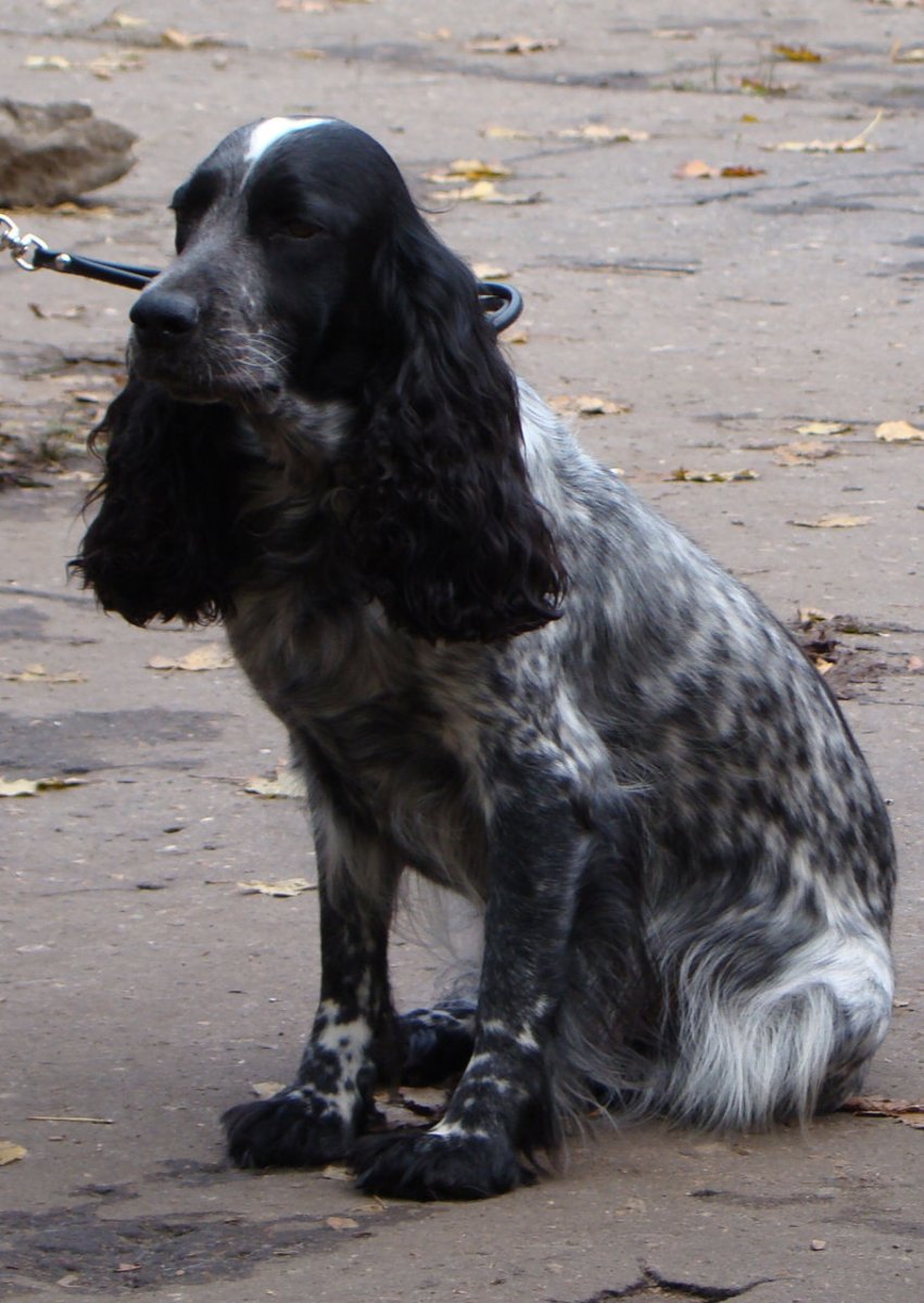 Ярославские спаниели