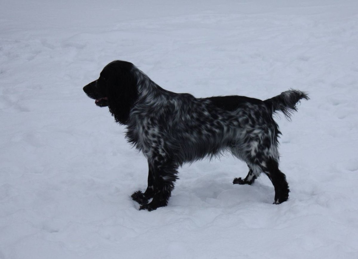 Русский охотничий спаниель жесткошёрстный