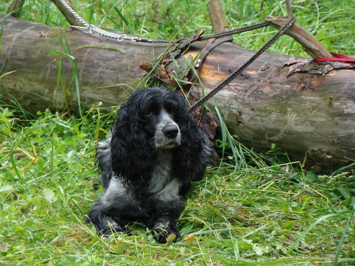 Русский охотник спаниель