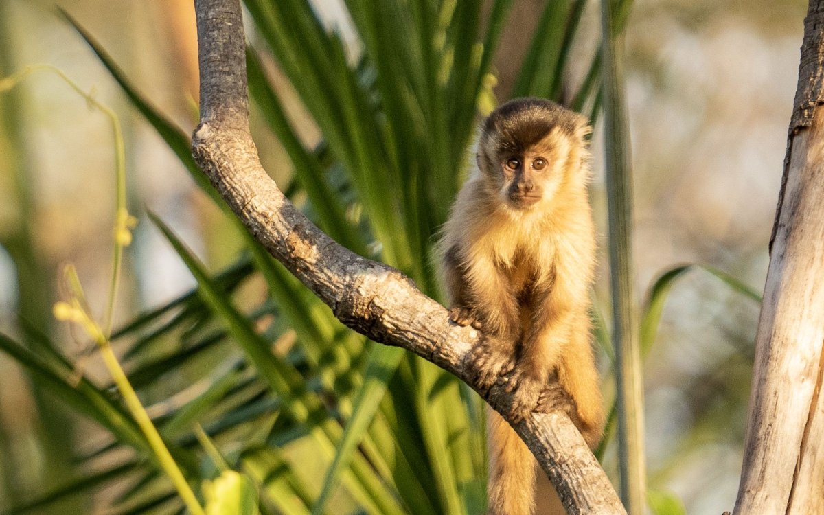 Обезьянка капуцин цена