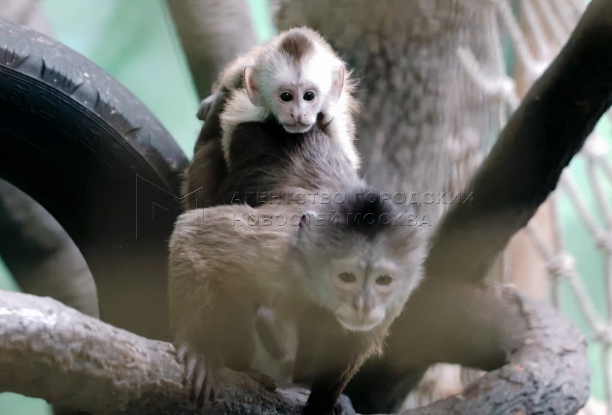 Капуцин Плакса Московский зоопарк
