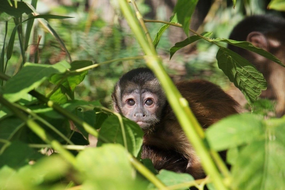 Ленинградский зоопарк капуцины