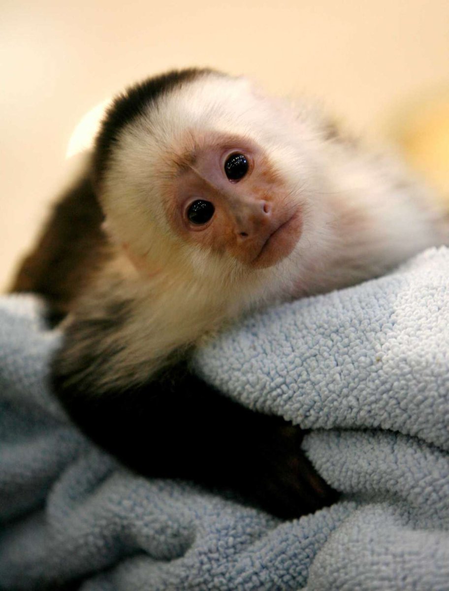 Капуцин обезьяна детеныш