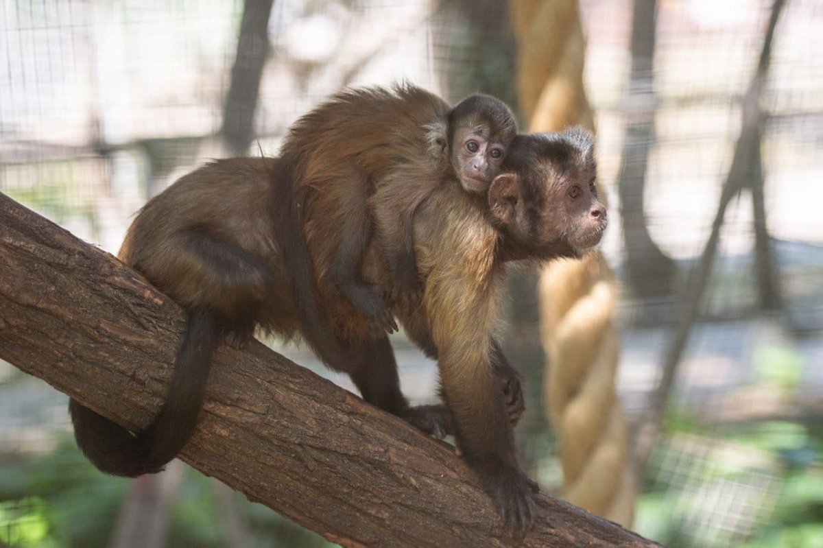 Карликовый капуцин