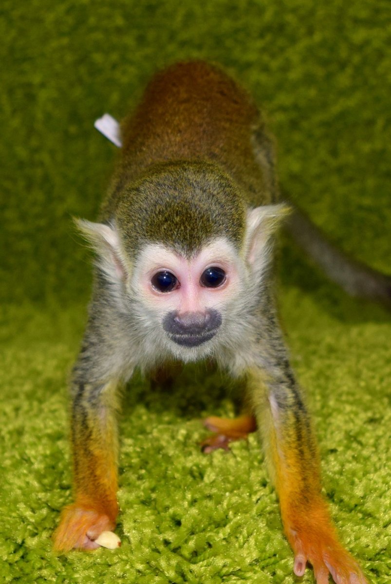 Маленькая обезьянка капуцин