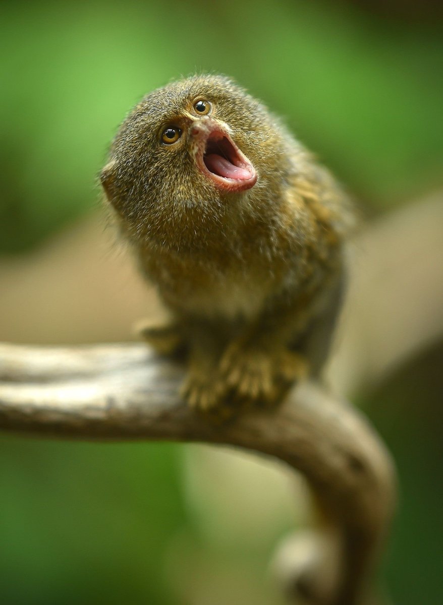 Обезьяна карликовая игрунка