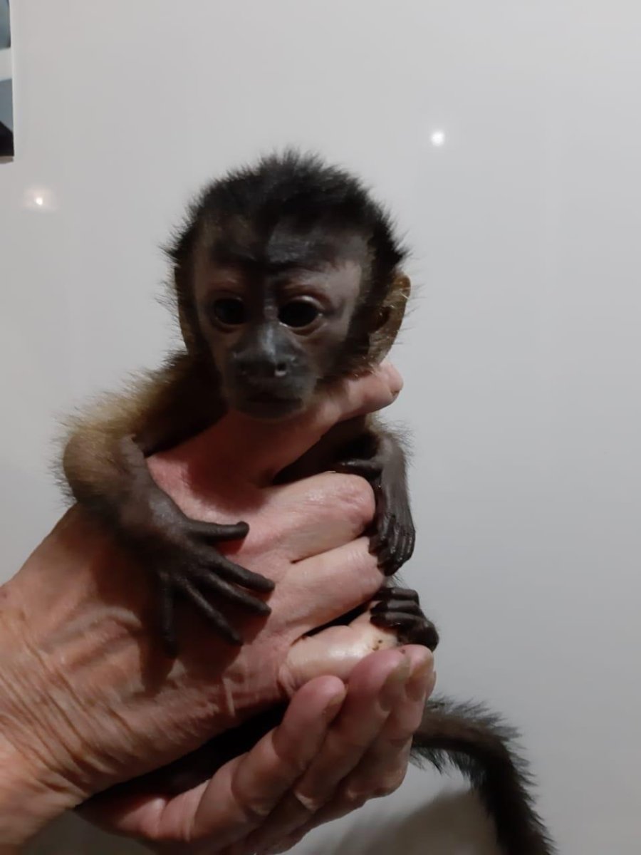 Капуцин обезьяна