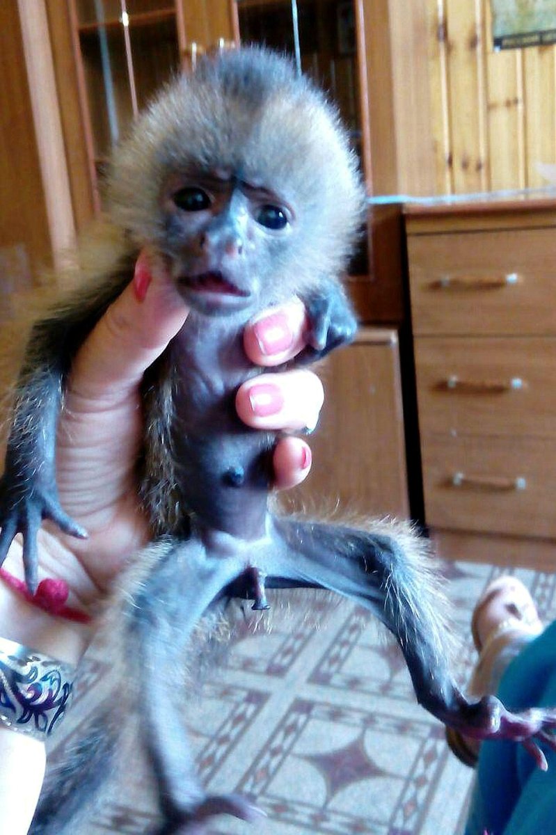 Капуцин обезьяна детеныш