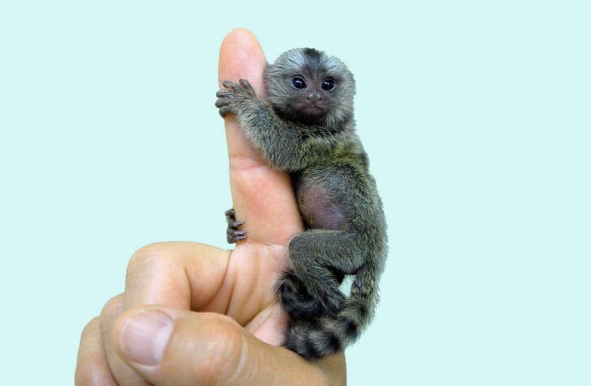 Маленькая обезьянка мармозетка