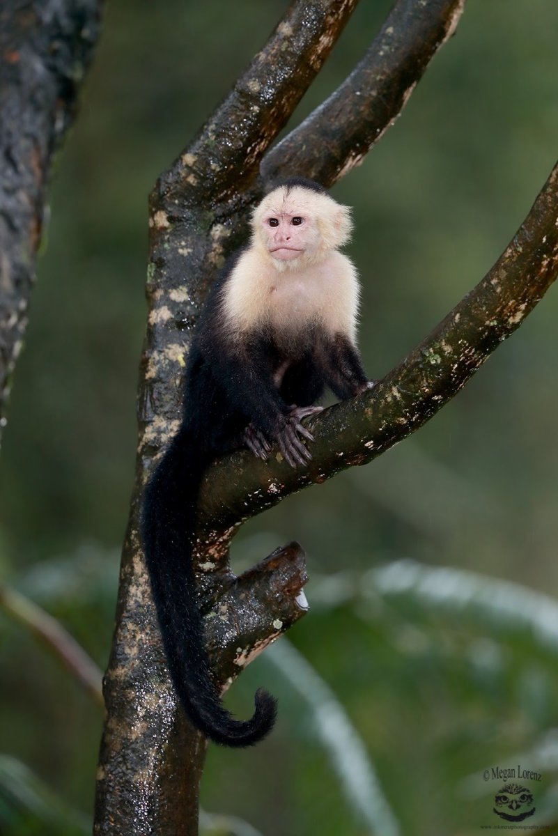 Белоголовый капуцин