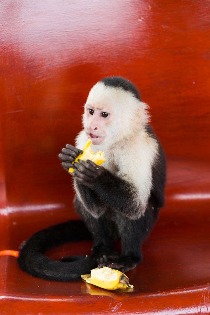 Домашняя обезьянка капуцин