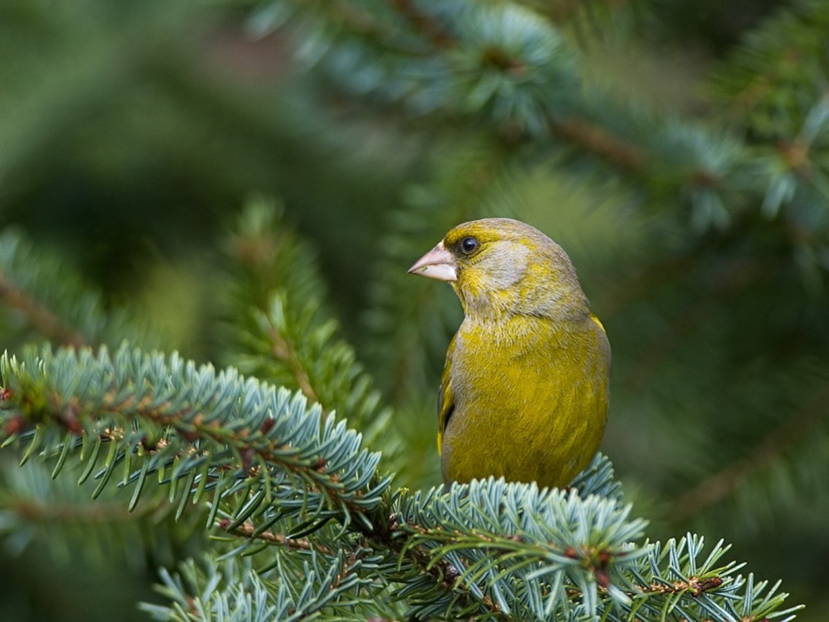 Птички на елку