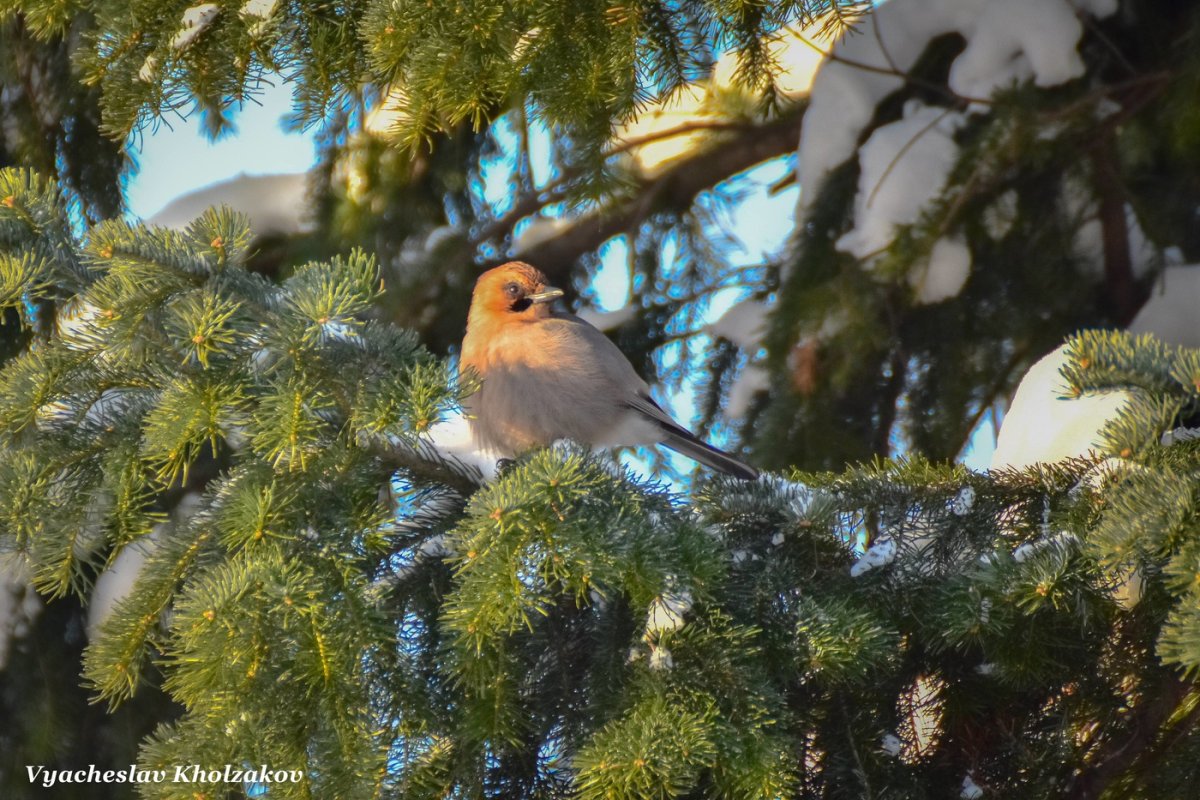Елка летом с птичками