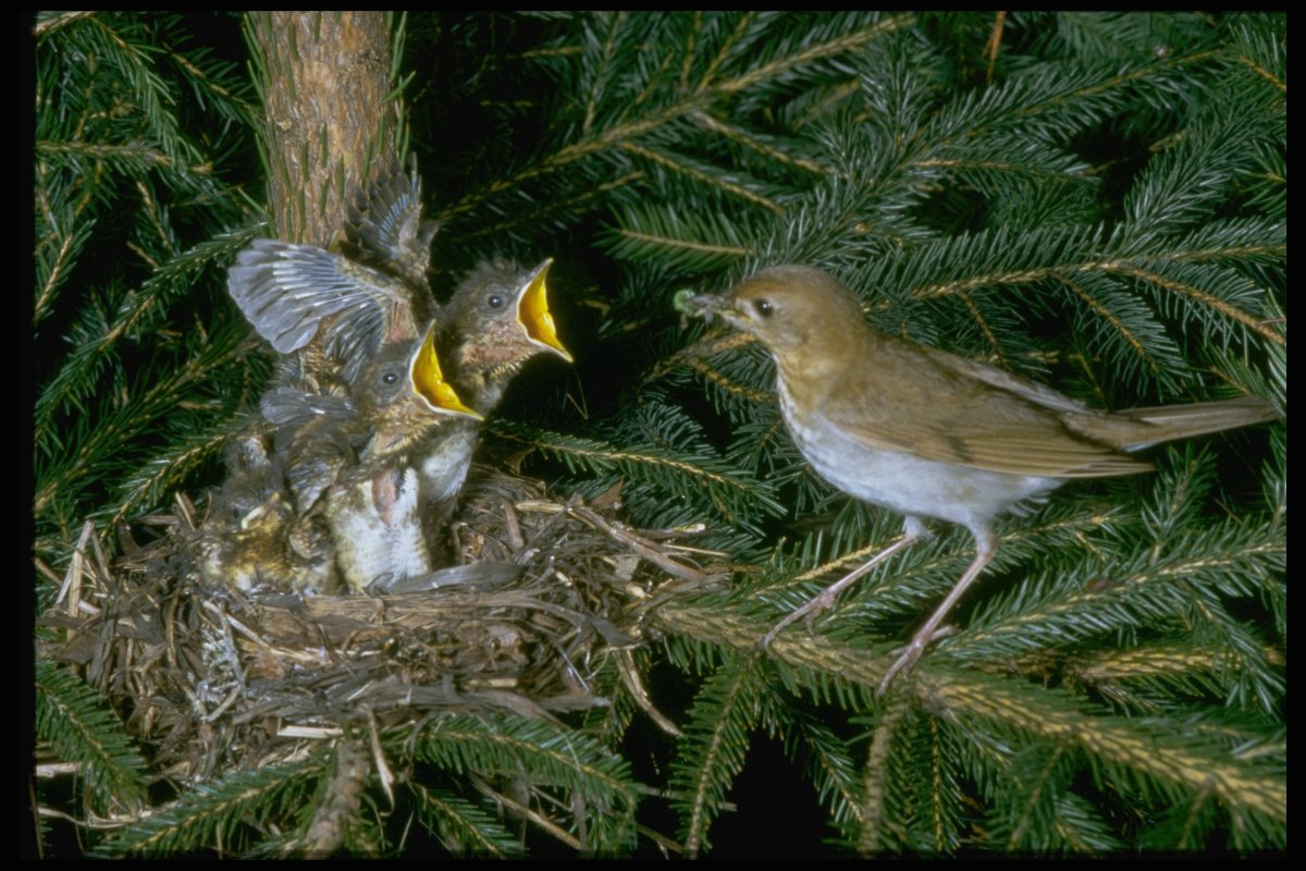 Птицы которые вьют гнезда на елках