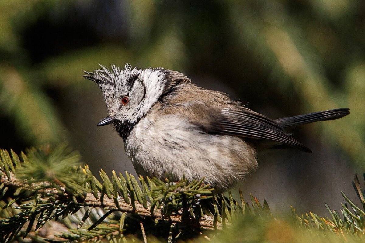 Хохлатая синица