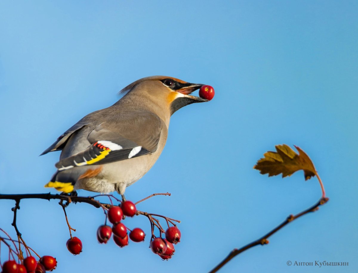 Свиристели в октябре прилетели клевать ягоды боярышника