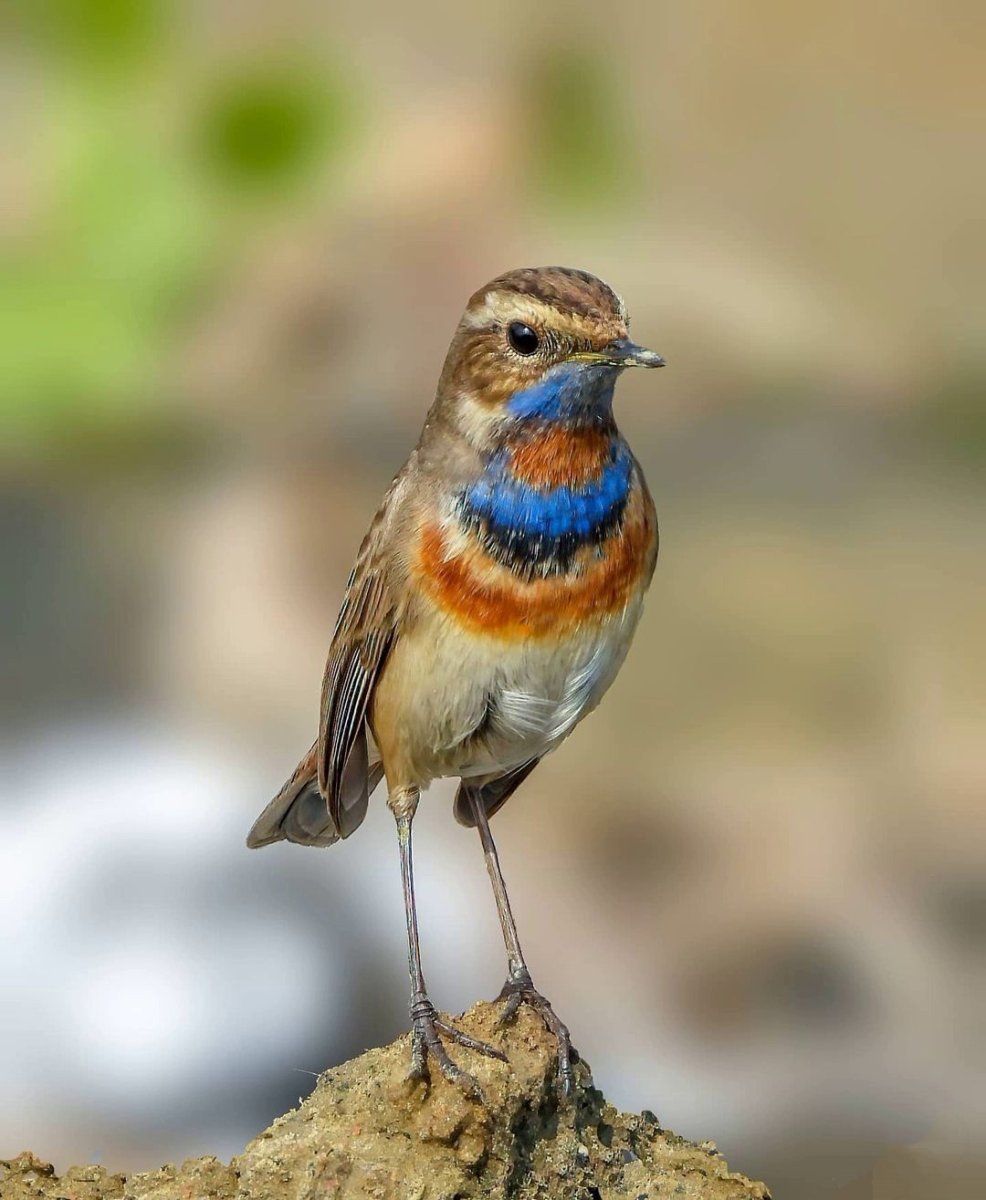 Птицы и жуки