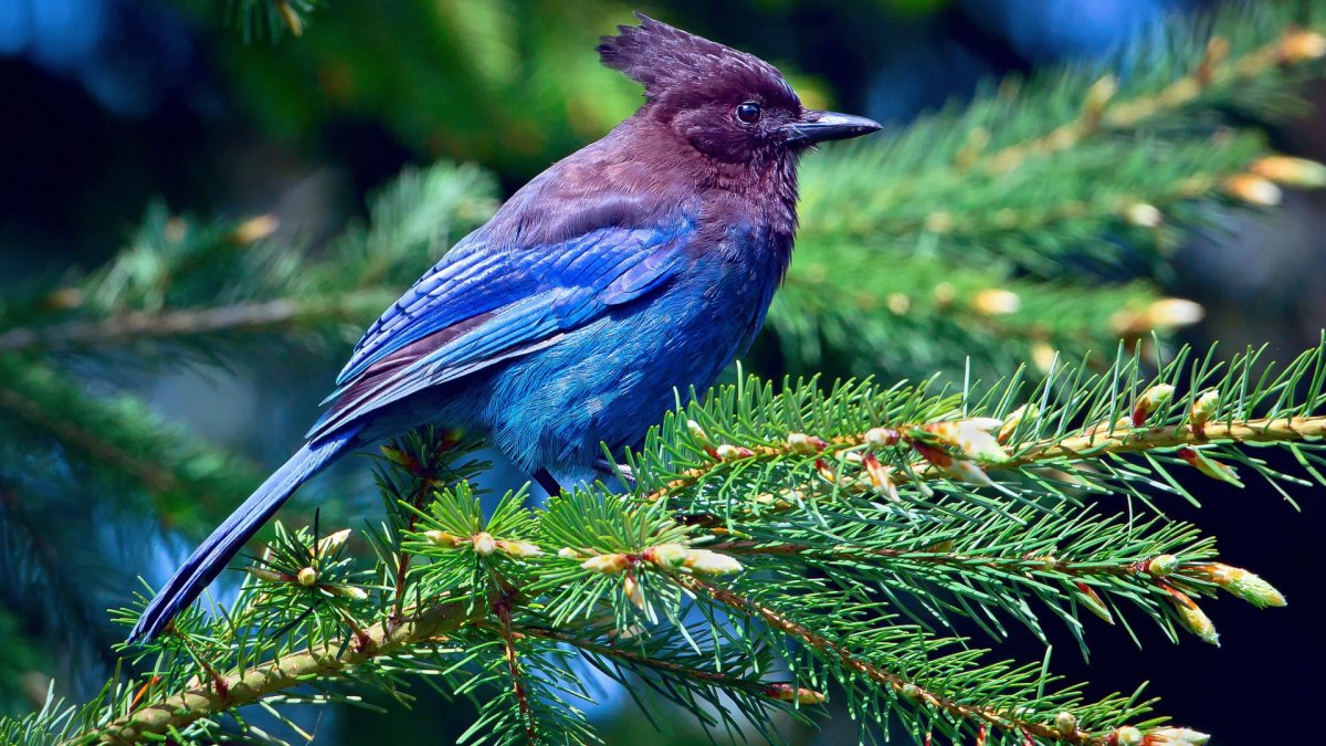 Лазурная разноцветная Сойка