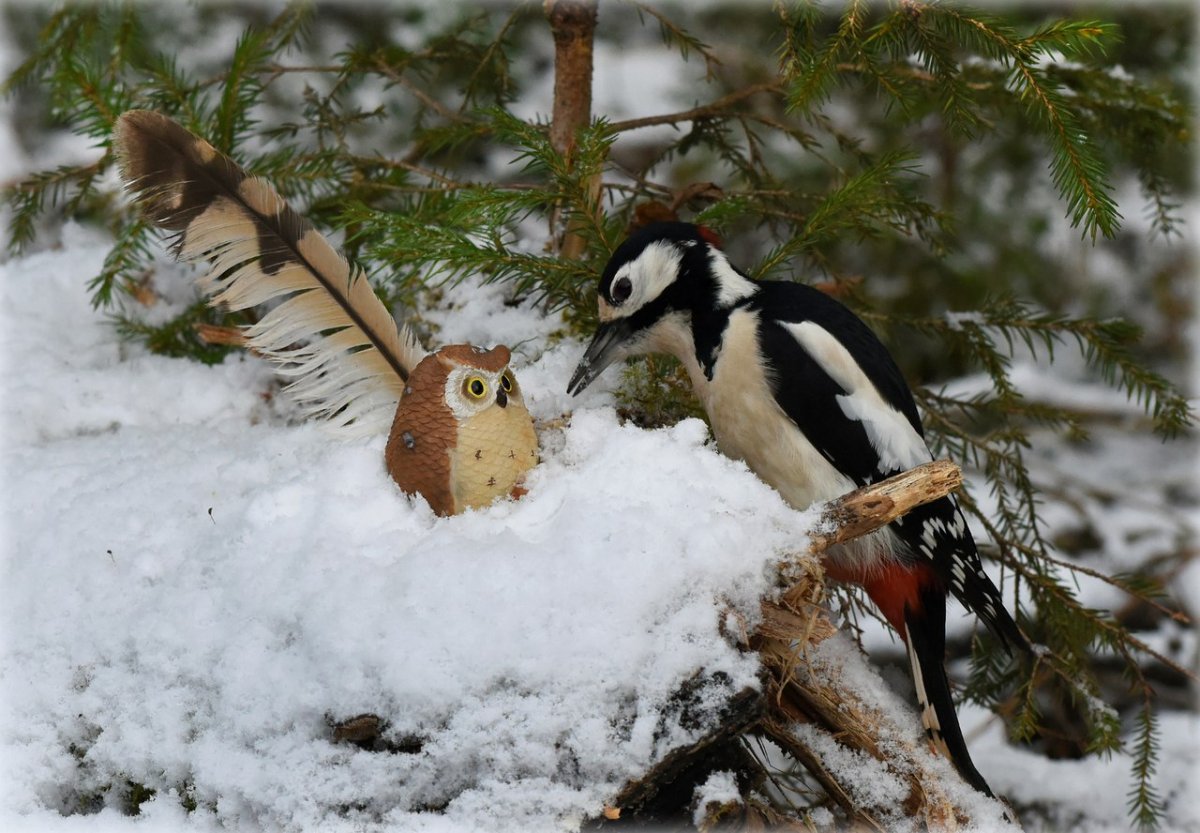 Стоковые необычные фото животных и птиц