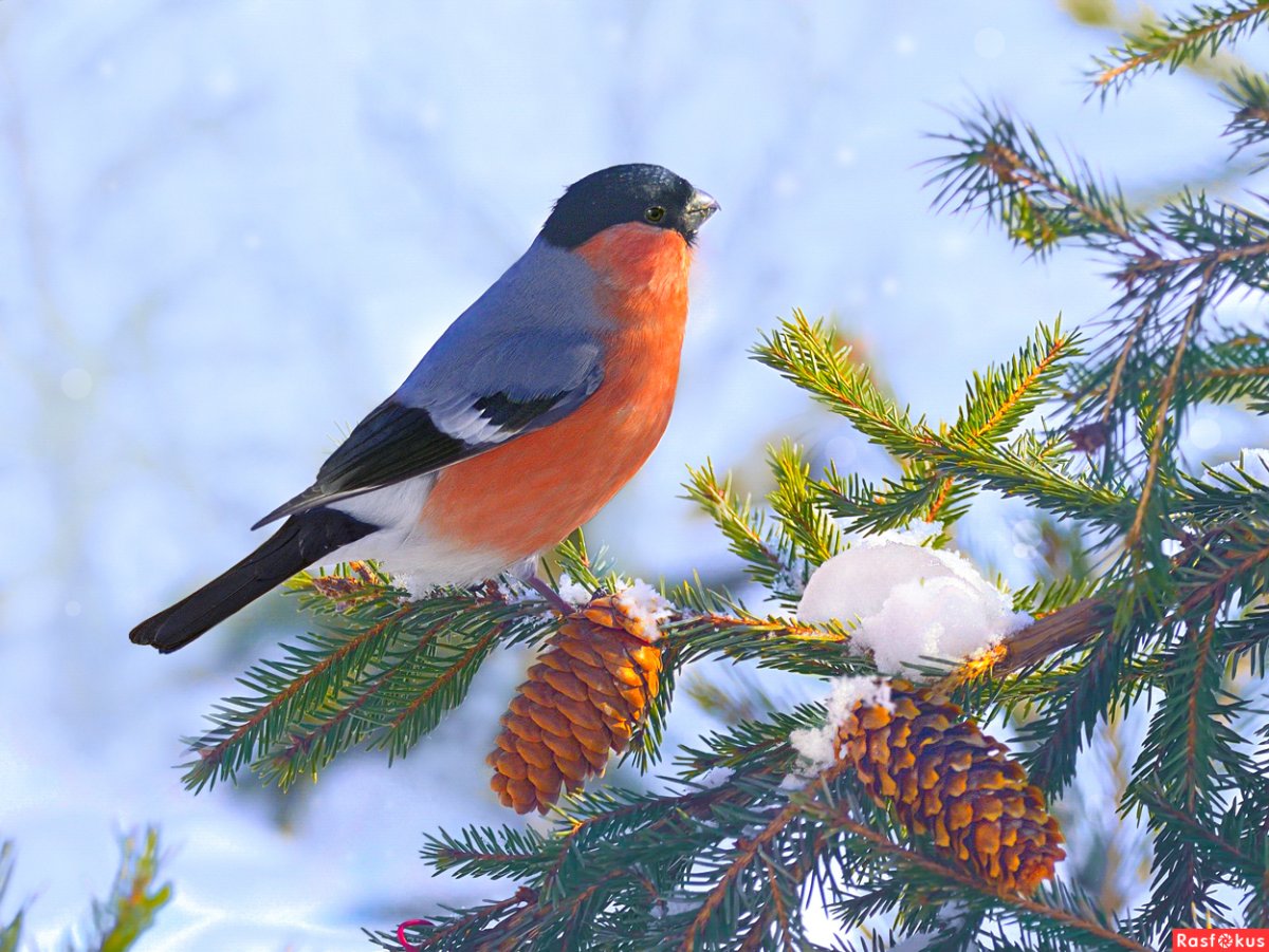 Птицы в зимнем наряде