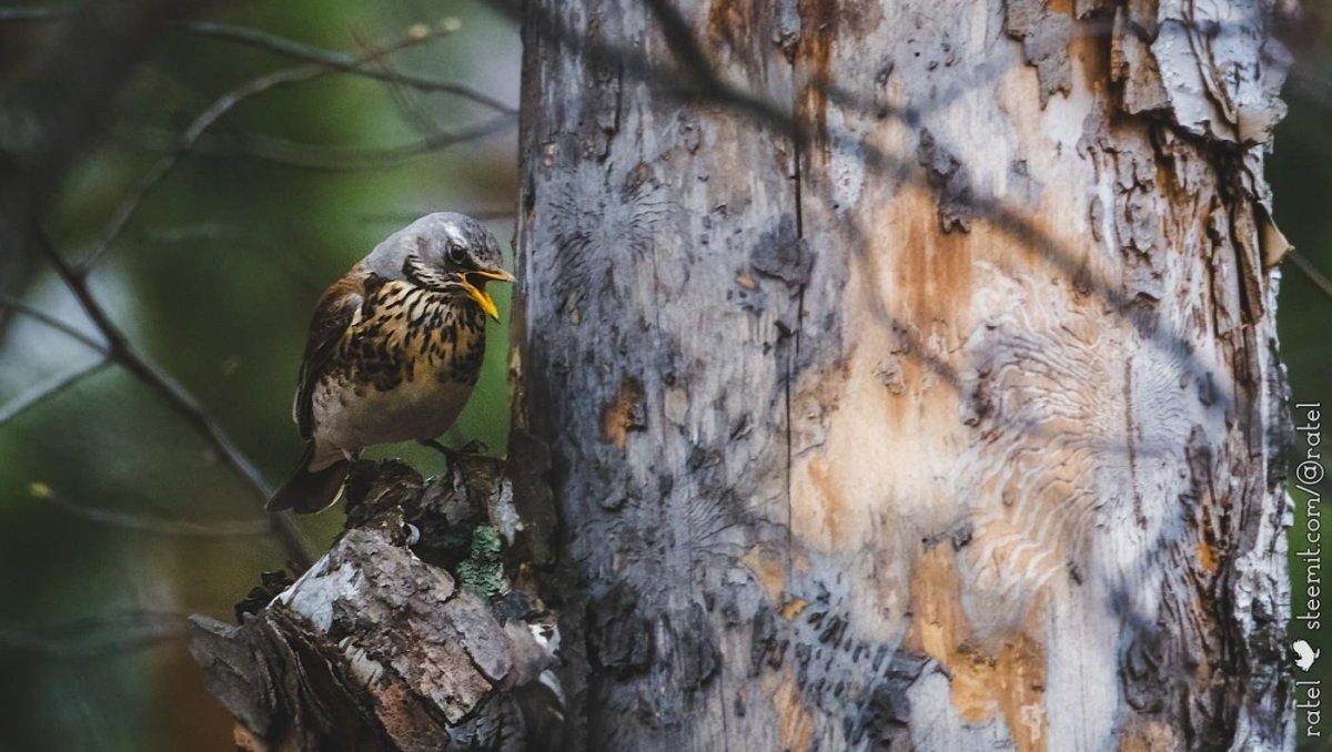 Птицы наших лесов