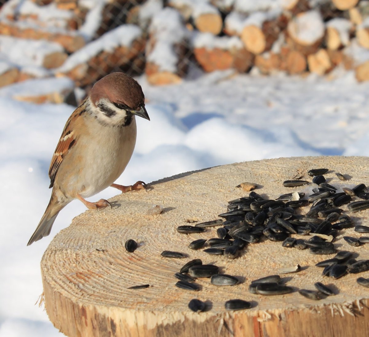 Птицы клюют зерна