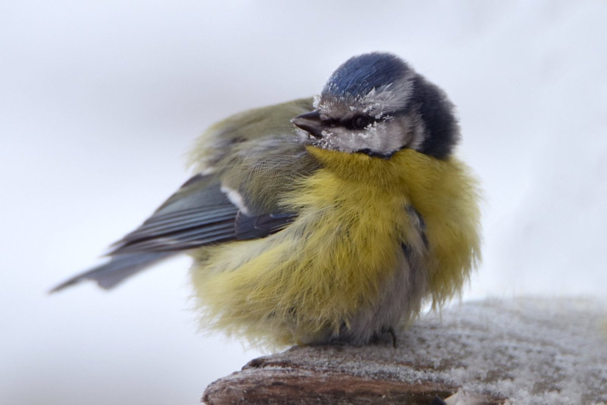 Шубка синицы
