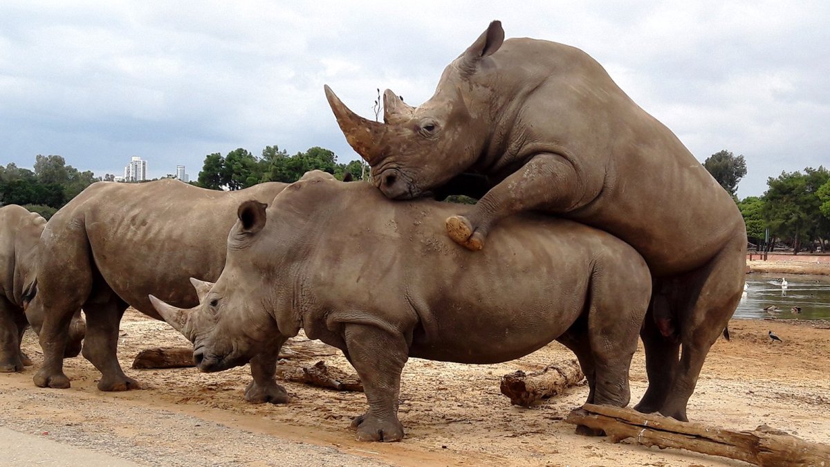 Носорог Бегемот и гиппопотам