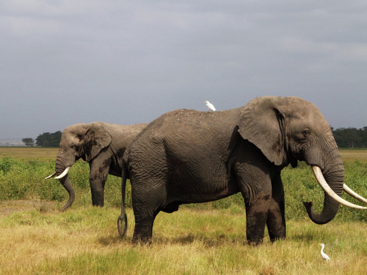 Слон и носорог фото