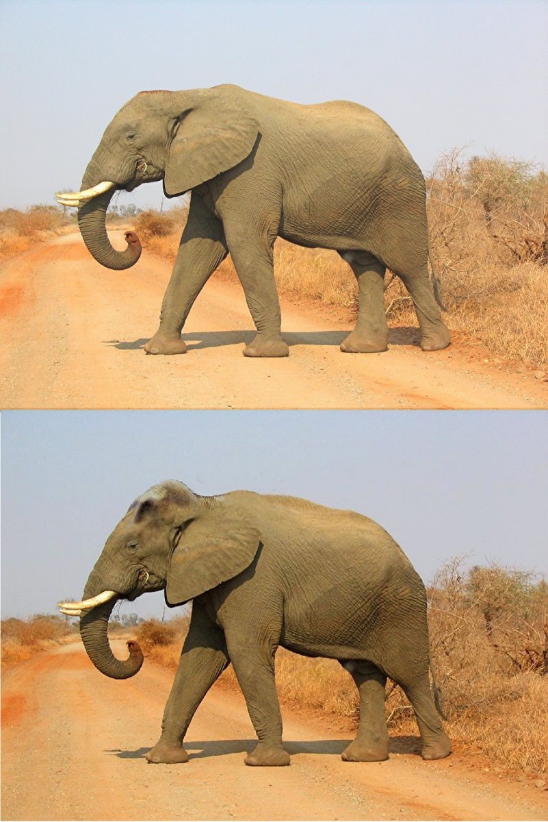 Гибрид слона