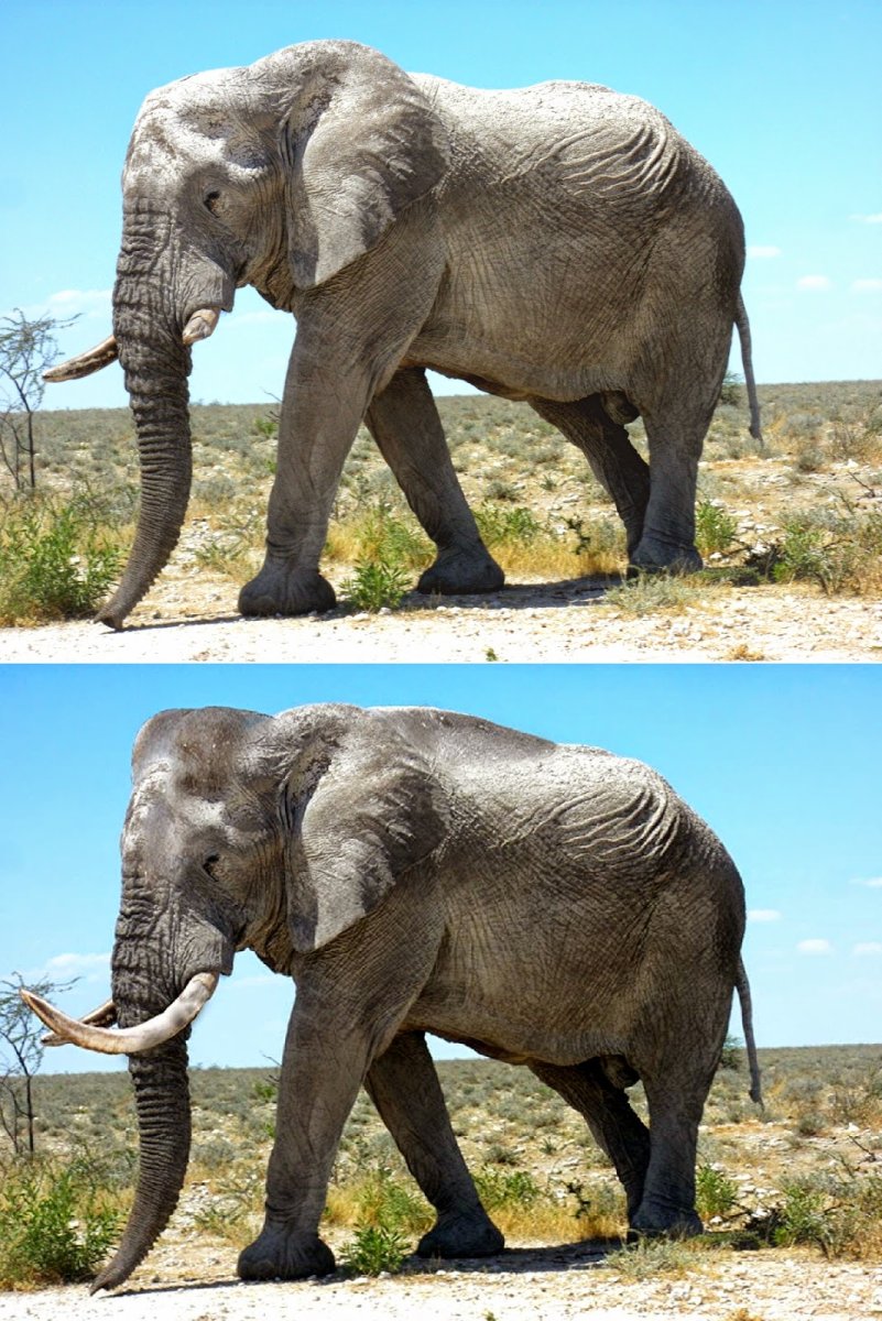 Гибрид слона и носорога