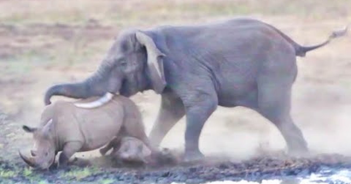 Индийский слон атакует