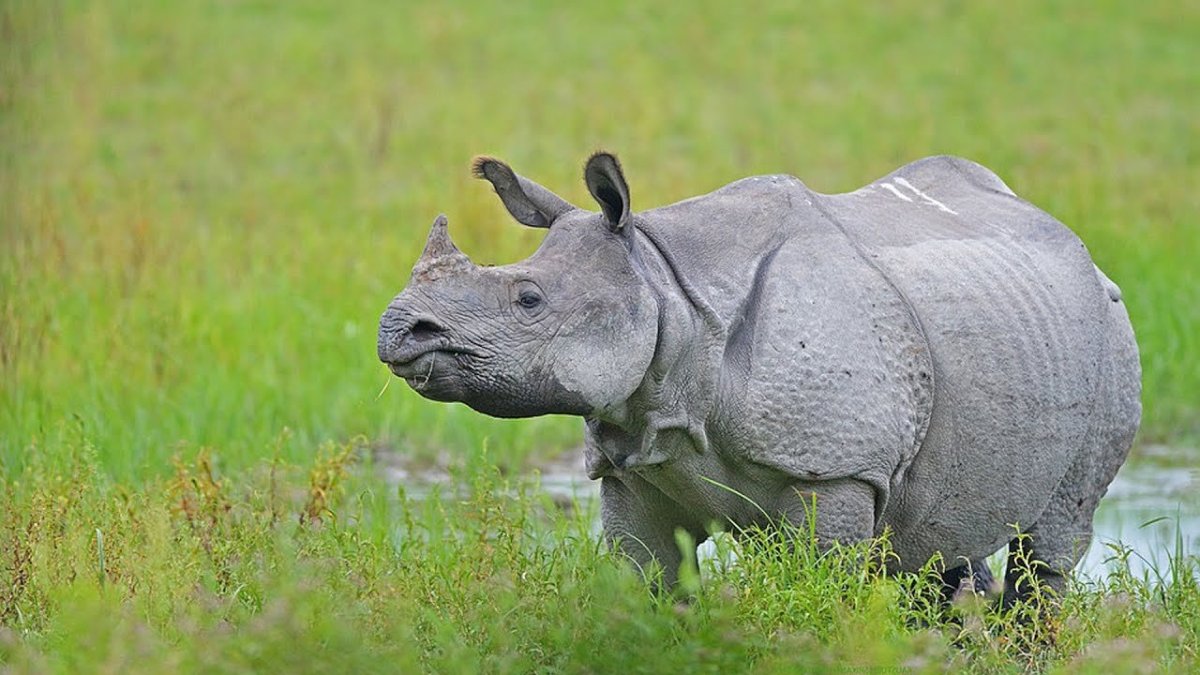 Носорожек brzybr