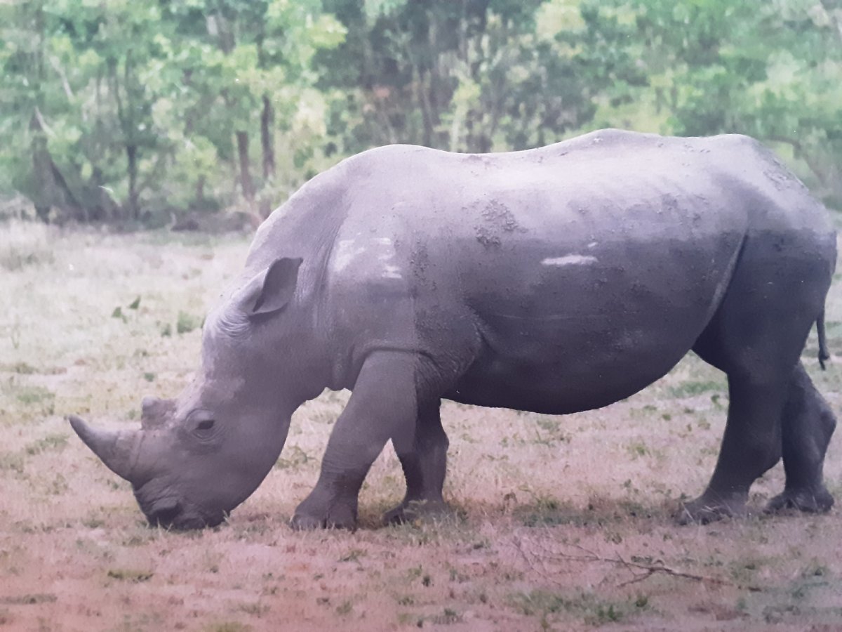 Гибрид носорога