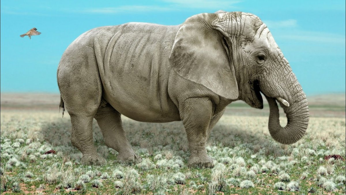 Гибрид слона и носорога