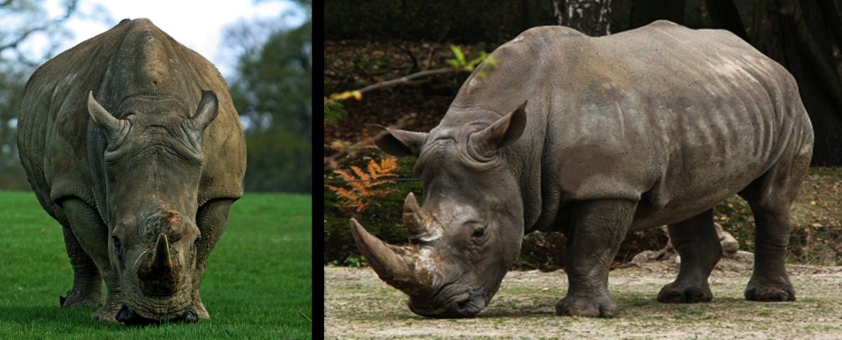 Жирный носорог