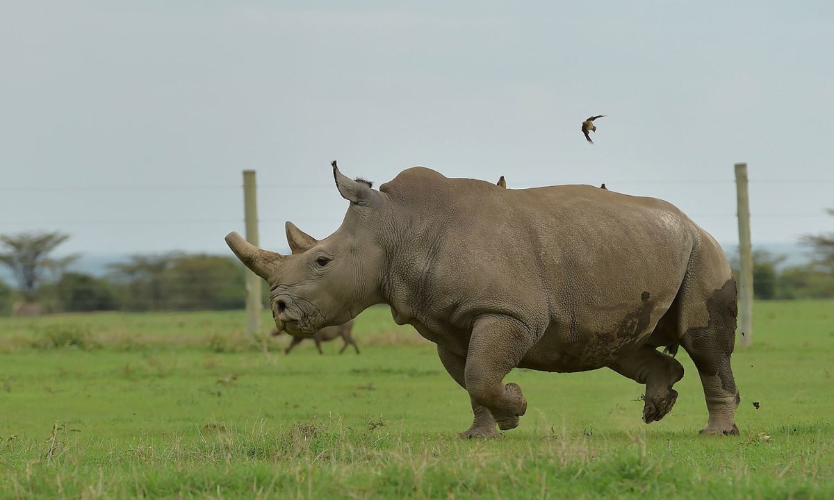 Гибрид носорога