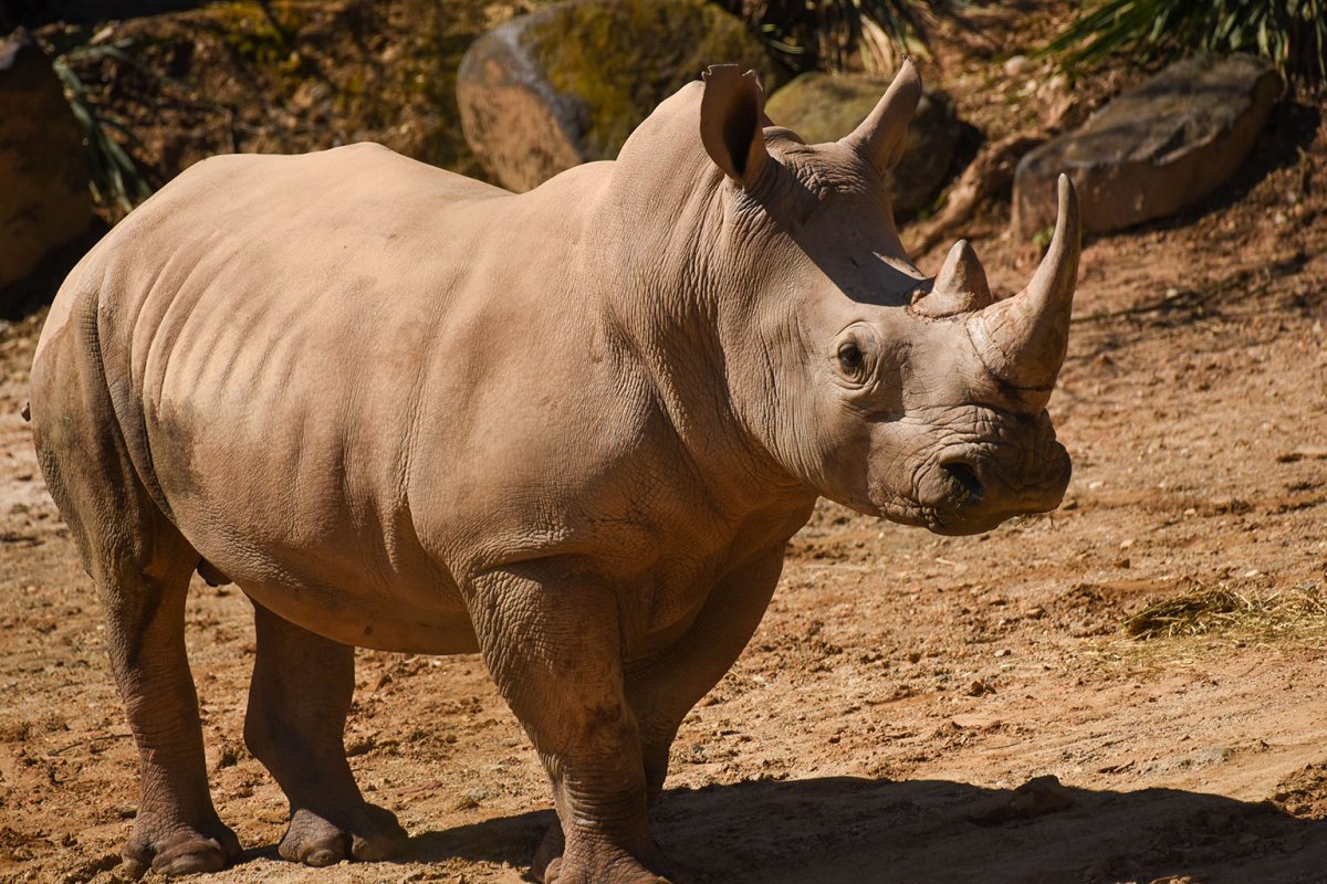 White Rhino Zoo