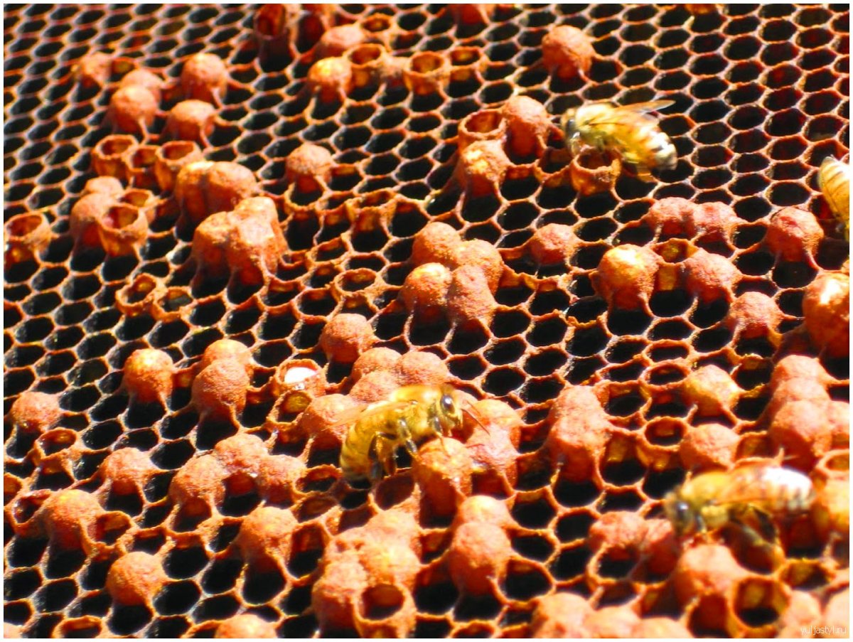 Пчелиный трутневый расплод