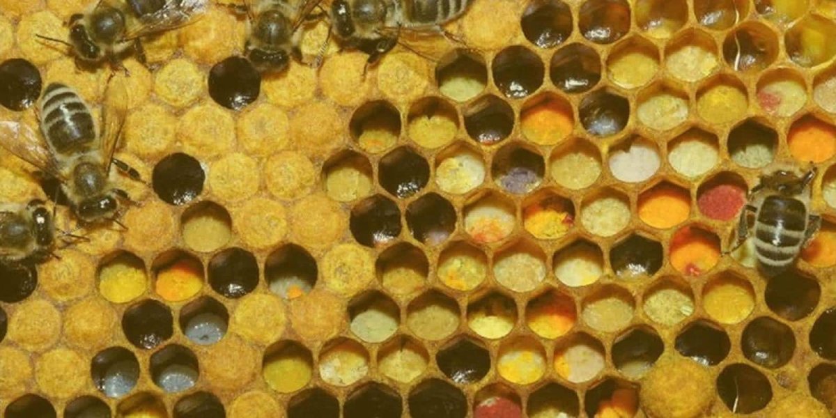 Перга пчелиная под микроскопом