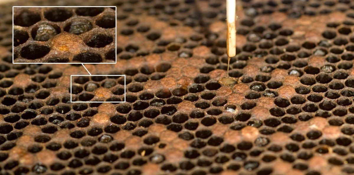 Европейский гнилец пчел