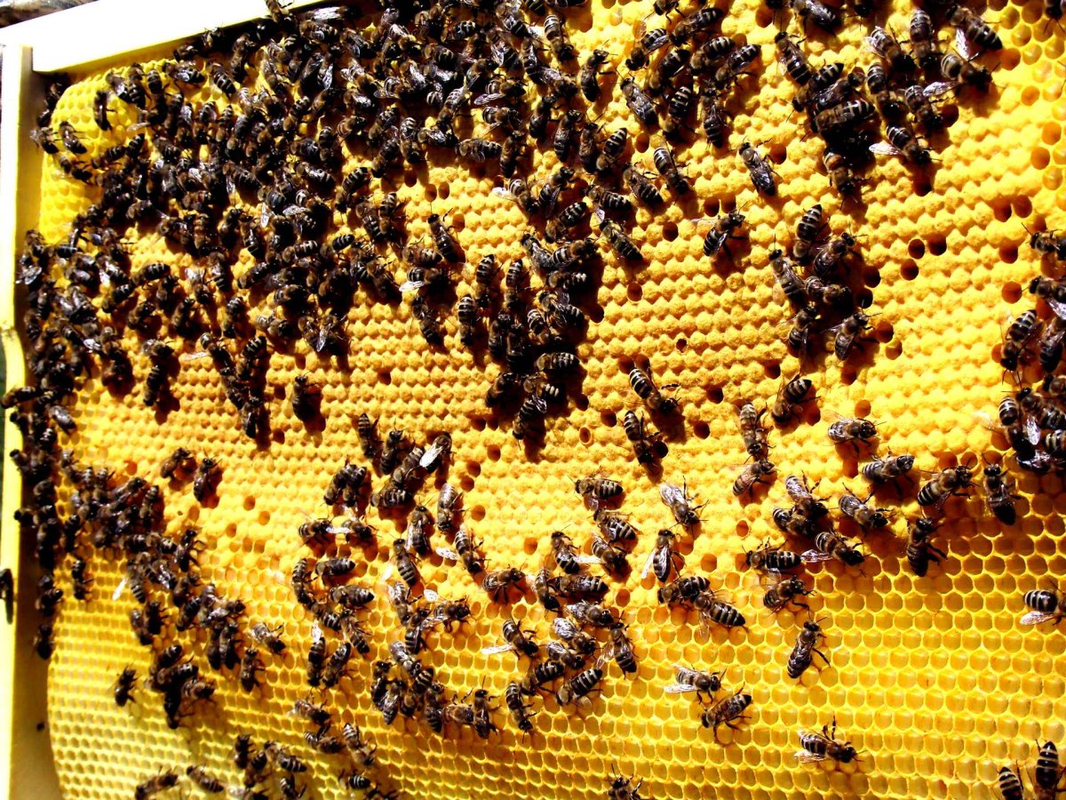 Пчеловодство расплод