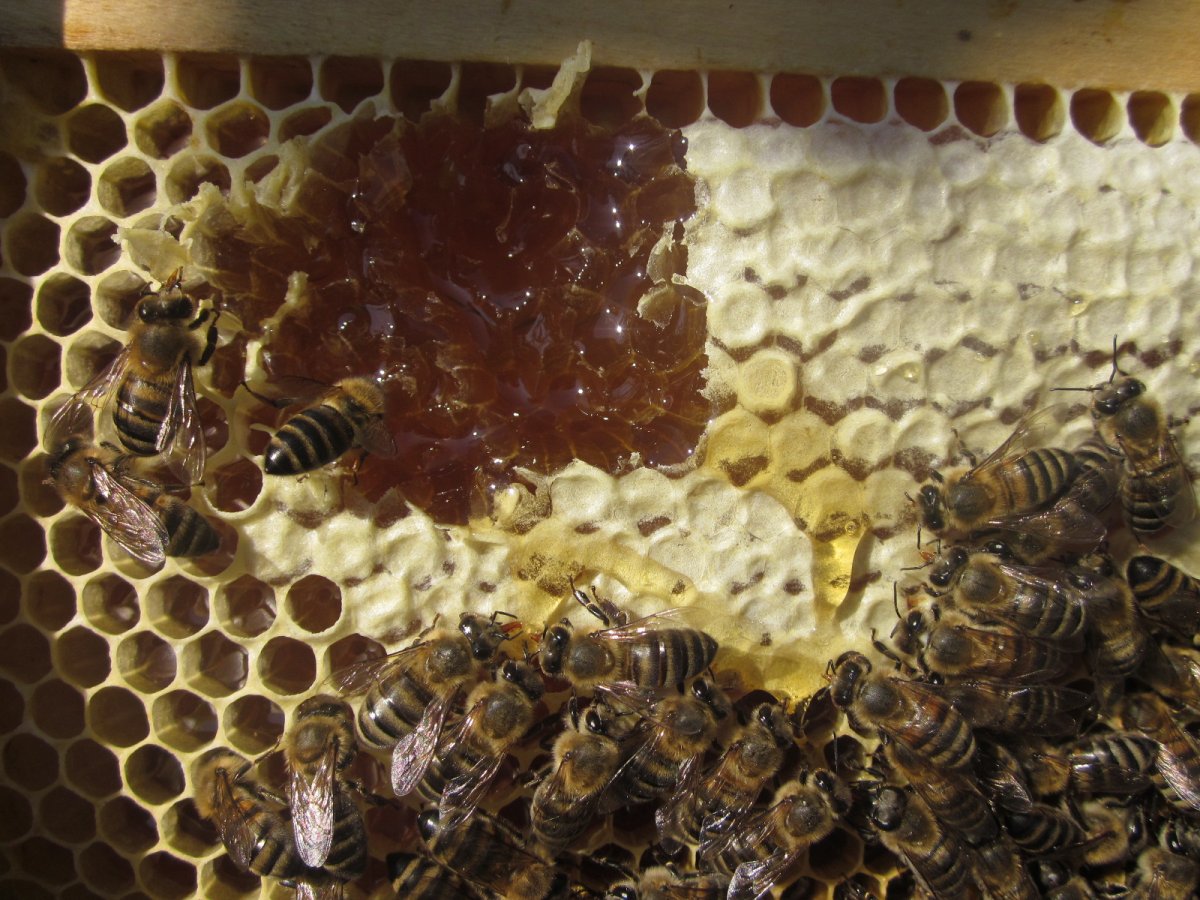 Трутневый расплод у пчел