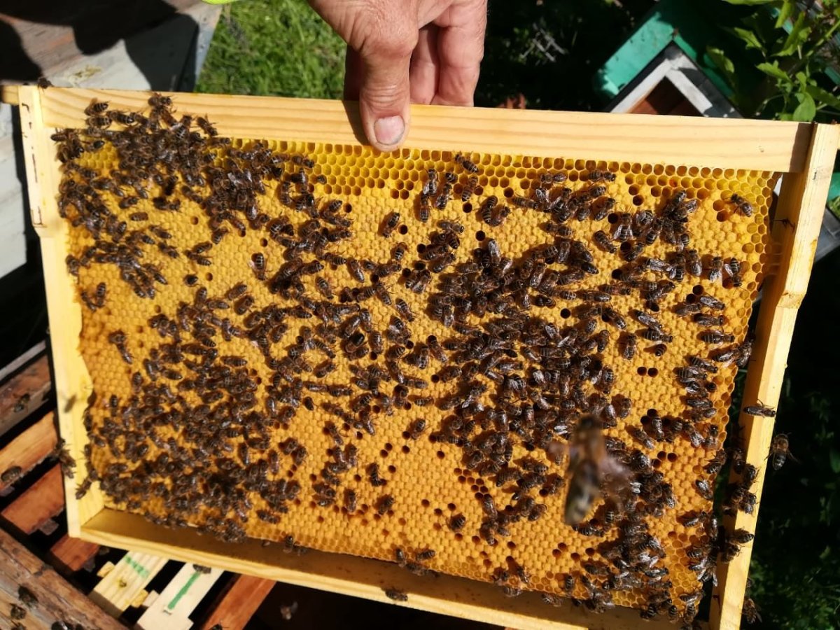 Расплод Карника