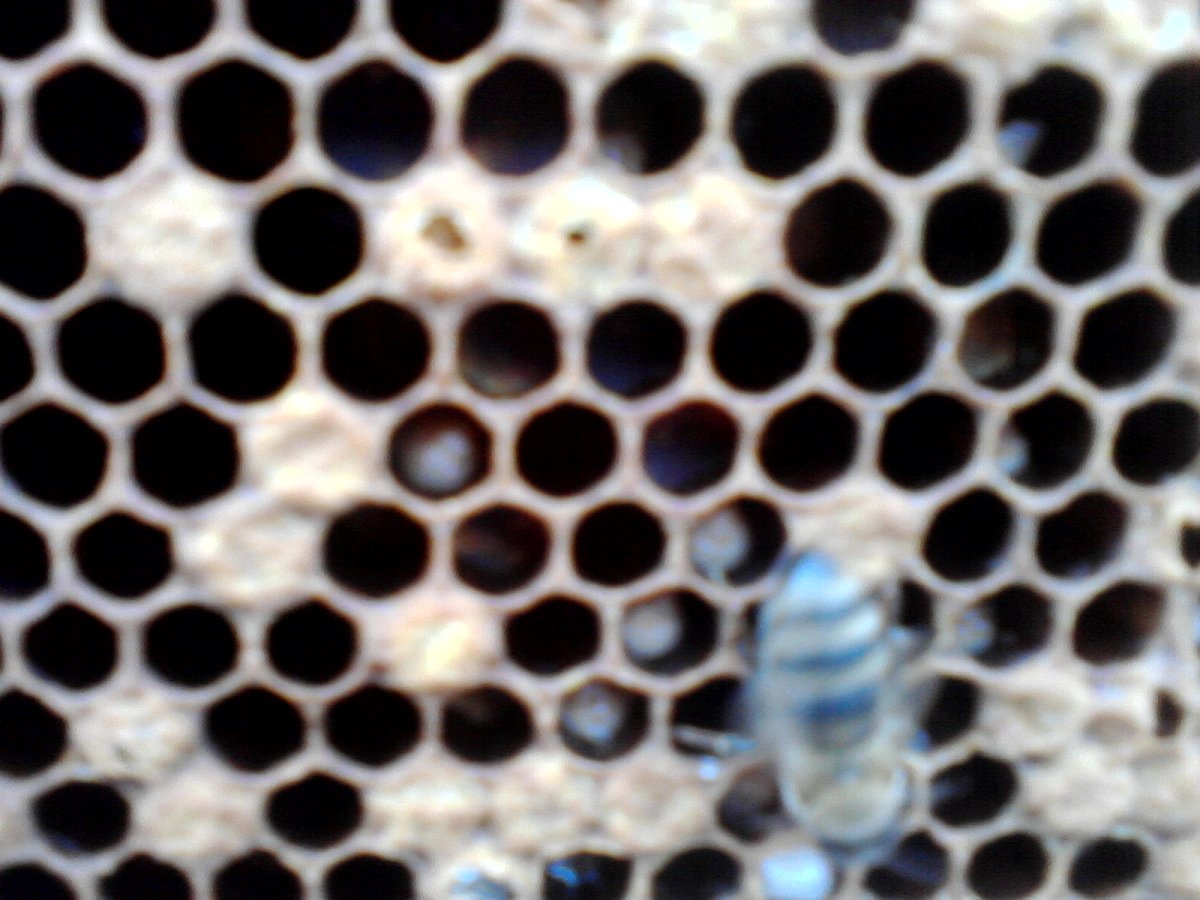 Мешотчатый расплод для людей