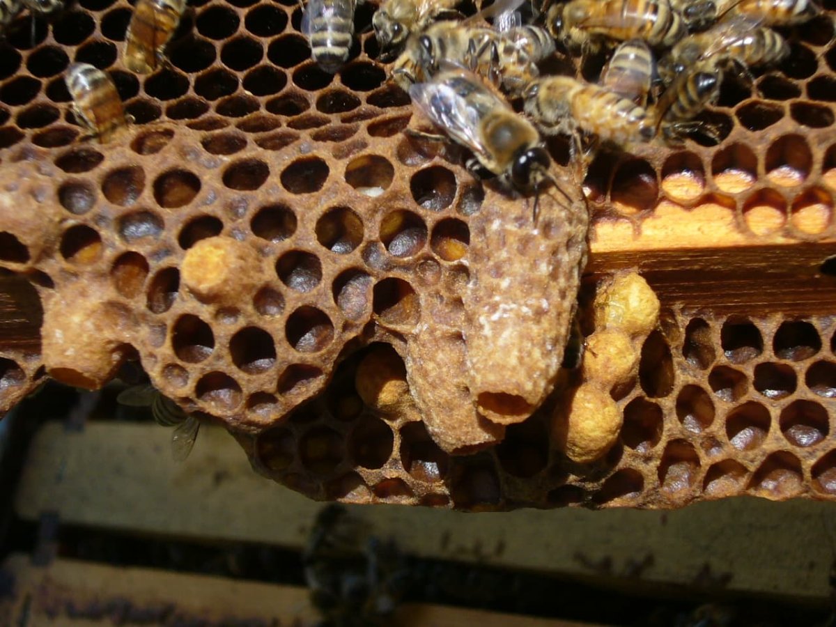 Болезни пчел мешотчатый расплод