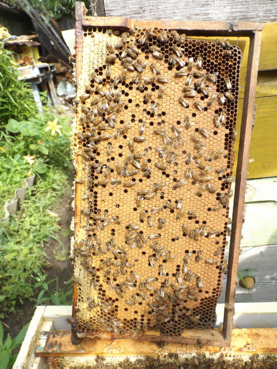 Гранулы для пчеловодов