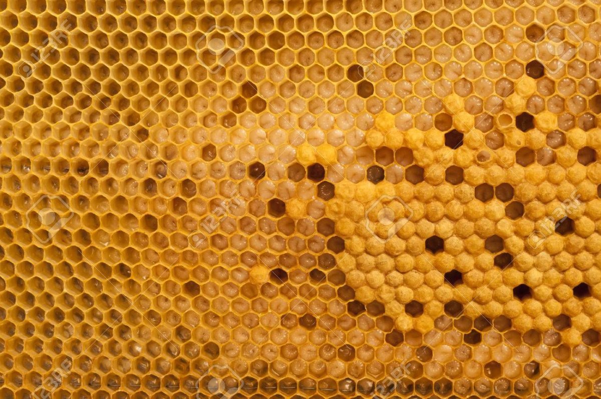 Закрытый расплод