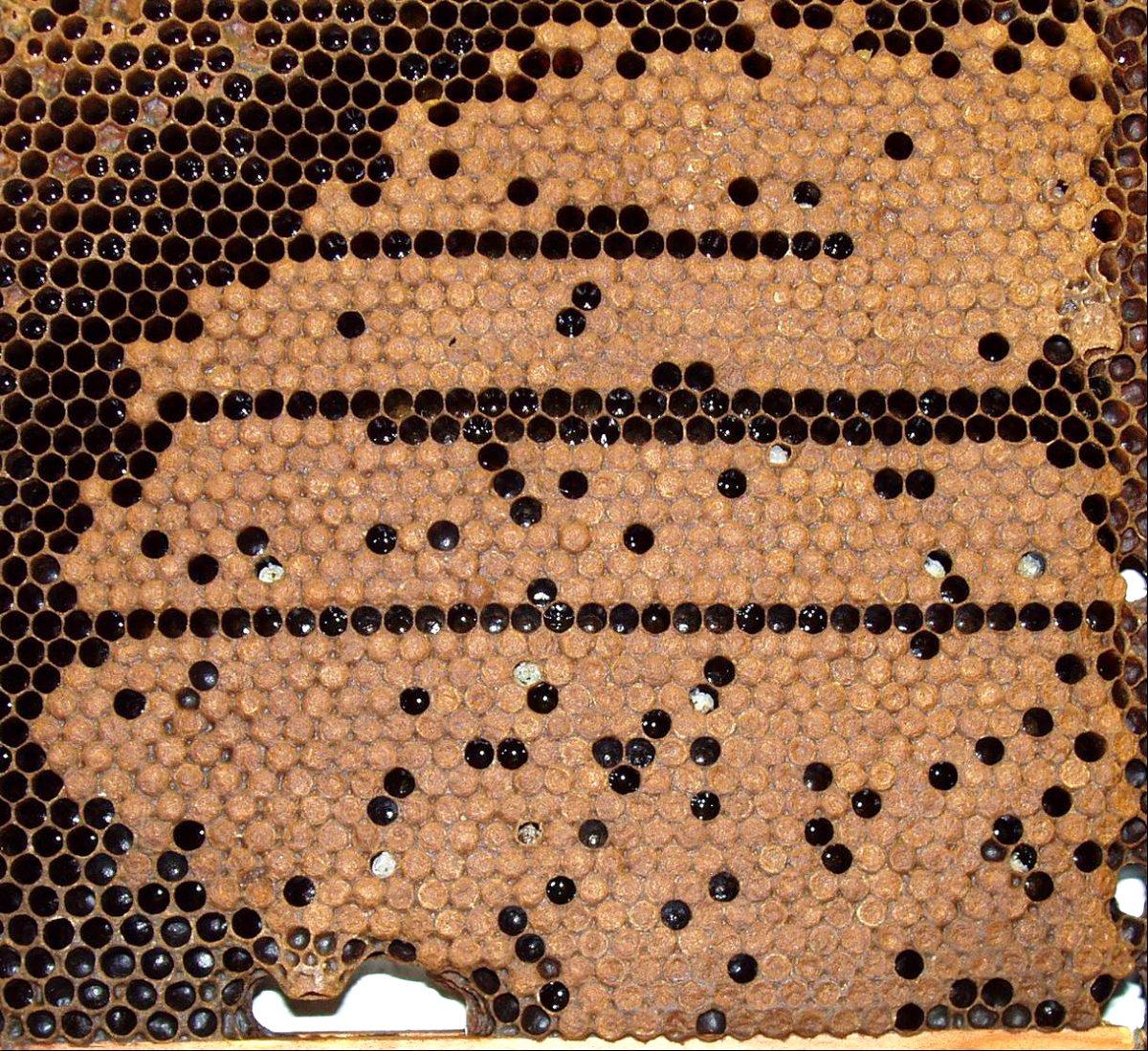 Болезнь пчел Brawls