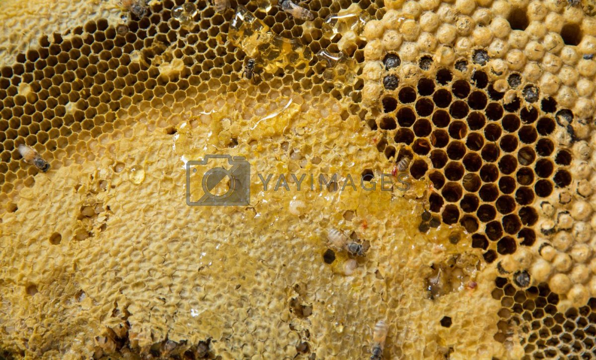 Замерзший расплод у пчел